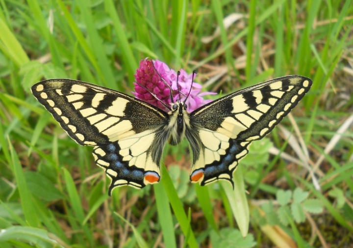 Papilio machaon su Anacamptis pyramidalis